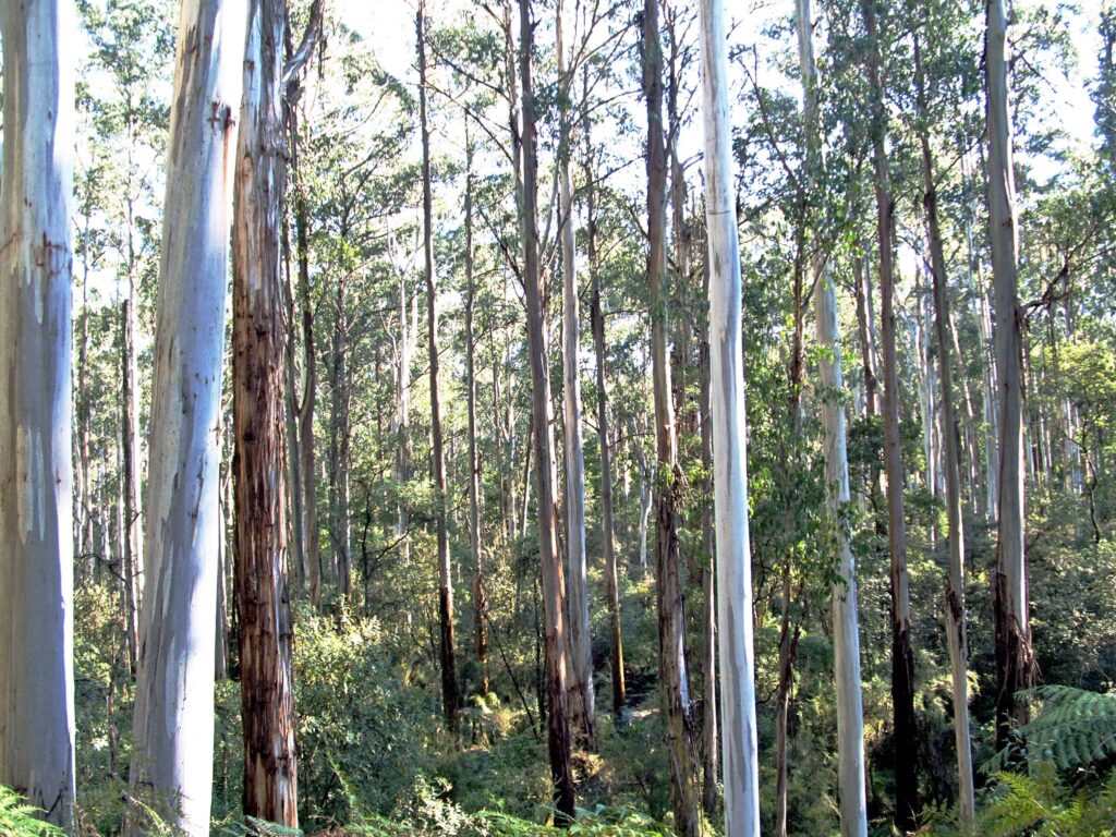 Enchanting Forest, near Marysville, Victoria