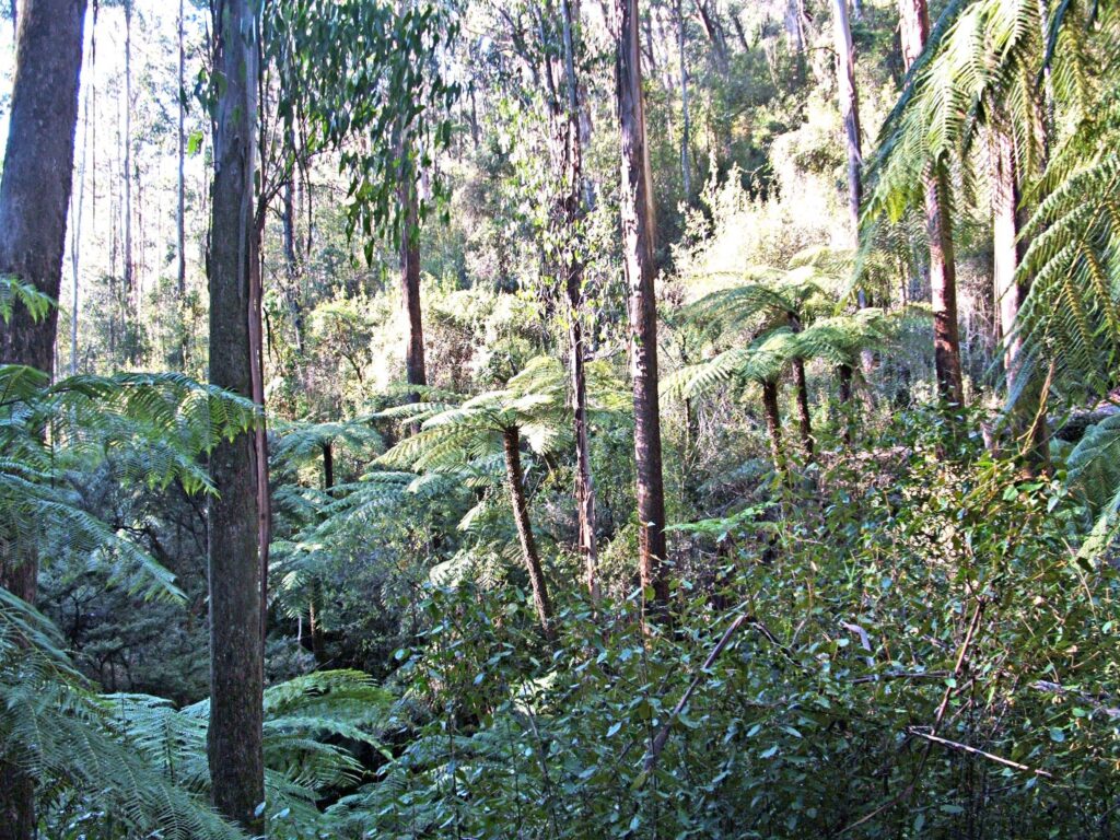 Enchanting Forest, near Marysville, Victoria
