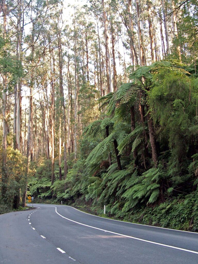 Enchanting Forest near Marysville, Victoria